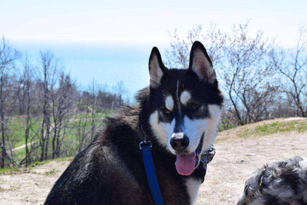 dog sitting on a hill