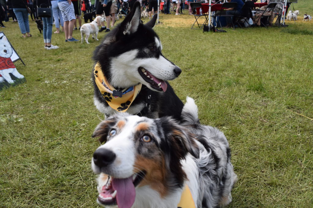 Two dogs sitting on the grass