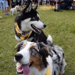 Two dogs sitting on the grass