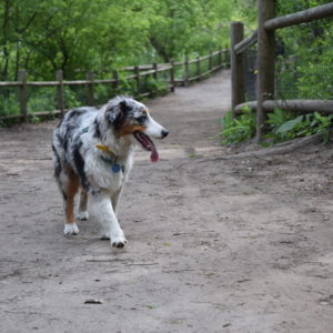 Dog walking on a trail