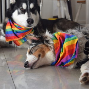 two dogs lying on the floor