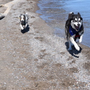 two dogs running by the water