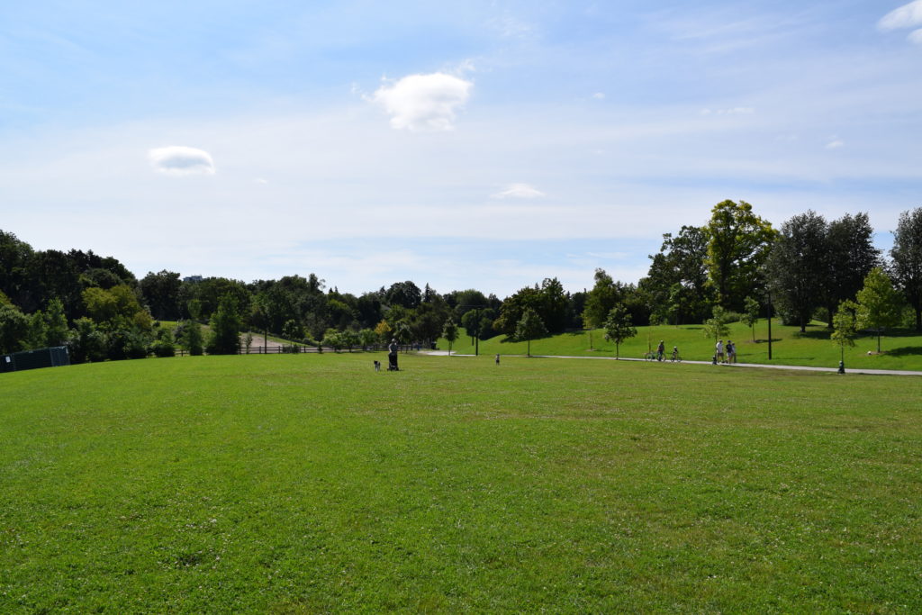 Cedarvale park field