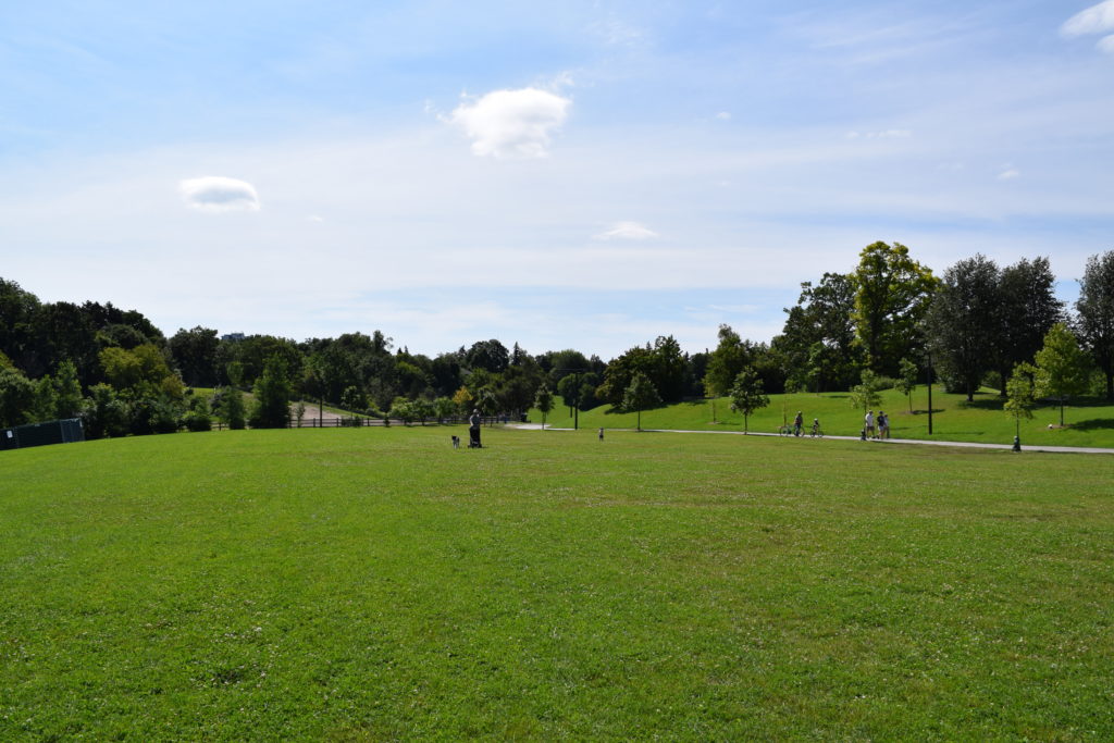 Cedarvale park field