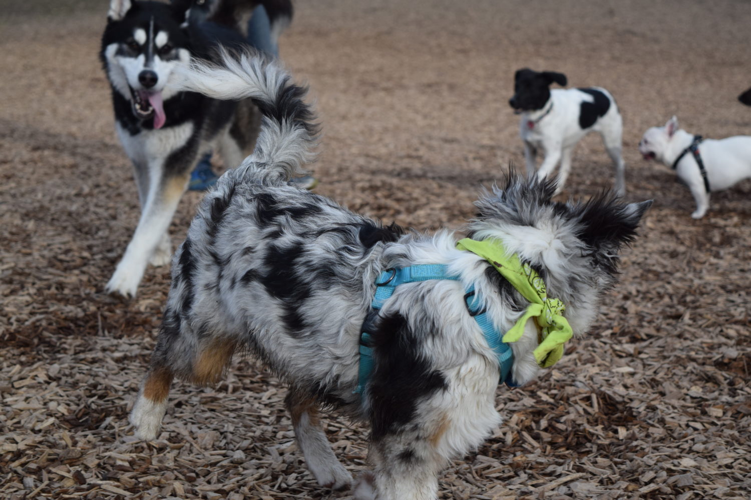 Isla running with dogs