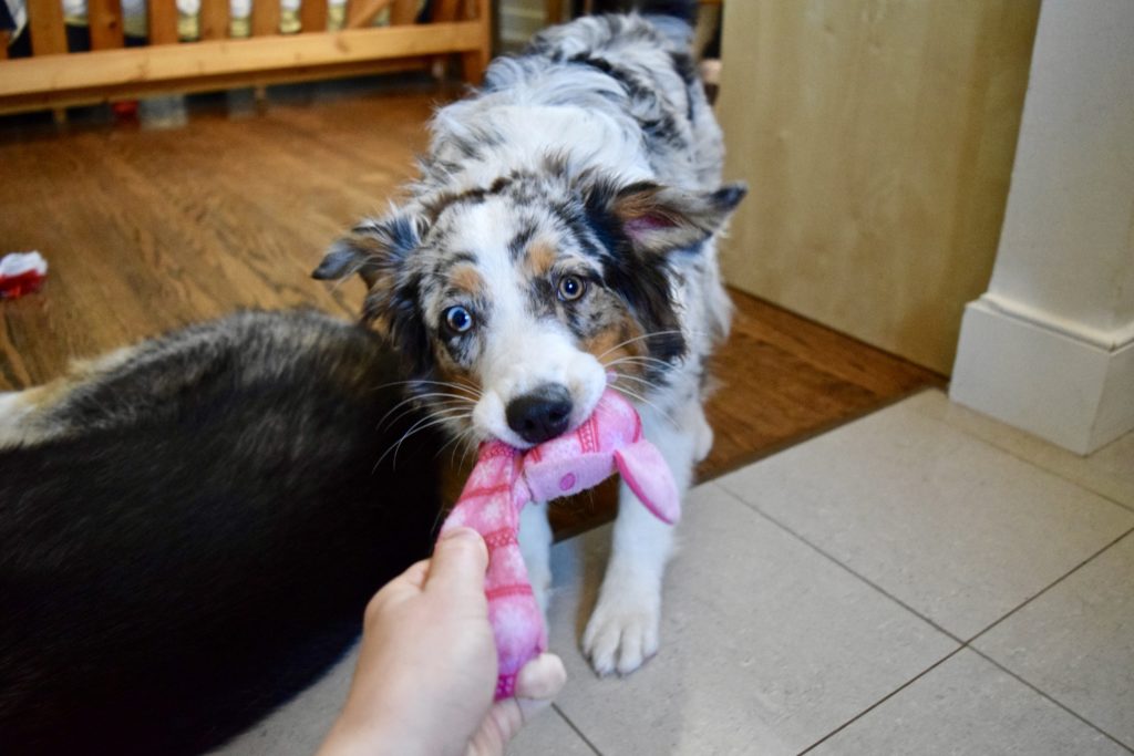 dog playing tug-of-war