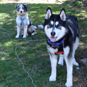 Two dogs standing on the grass