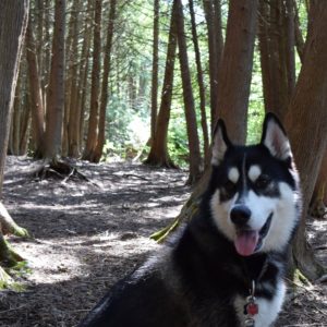 husky sitting in the forest