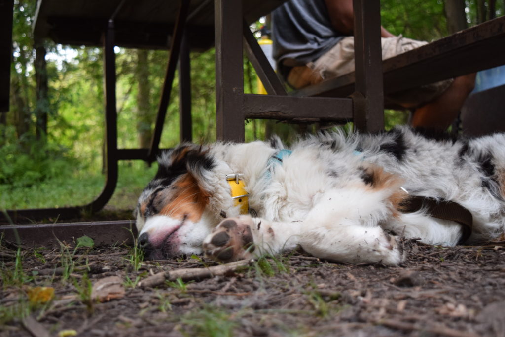 dog sleeping on ground next to bench