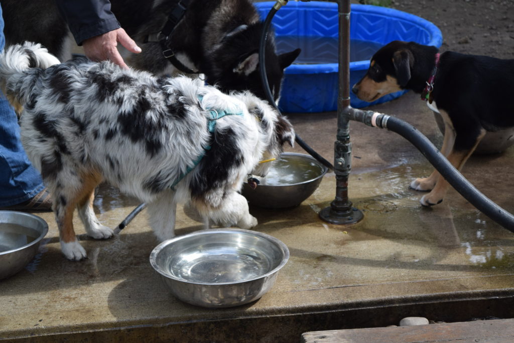 Dogs drinking out of water bowls
