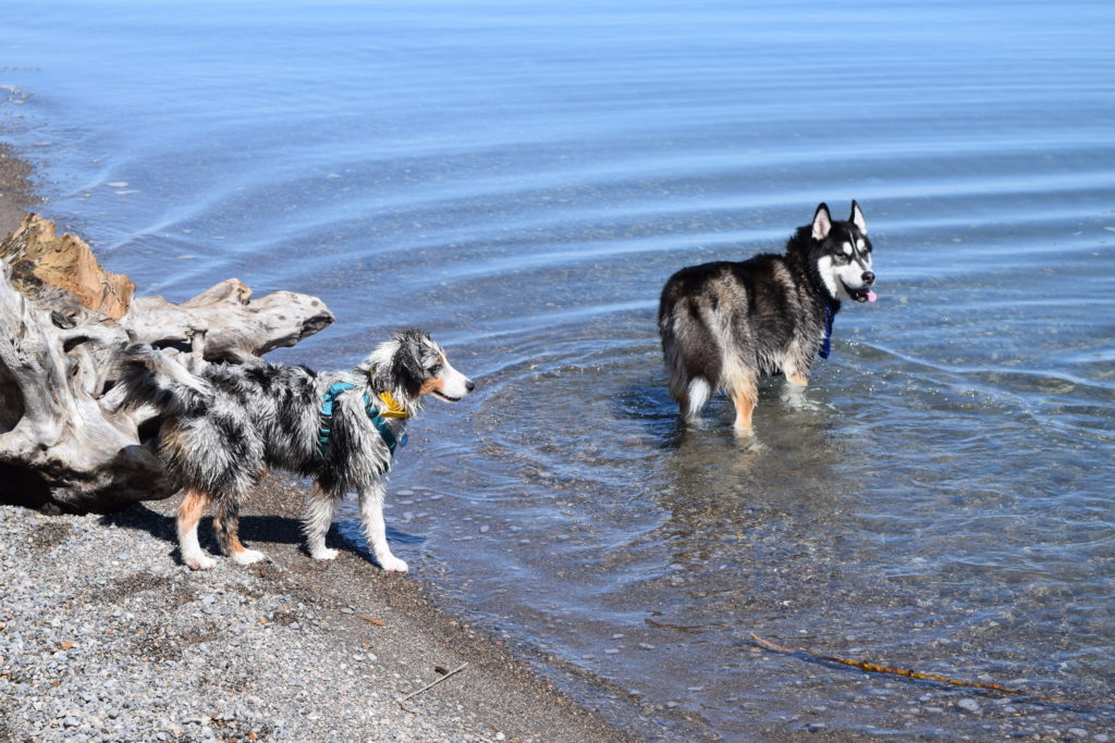 Two dogs walking along the beach