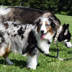 Two dogs walking on the grass