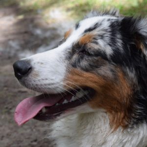 dog lying on the ground