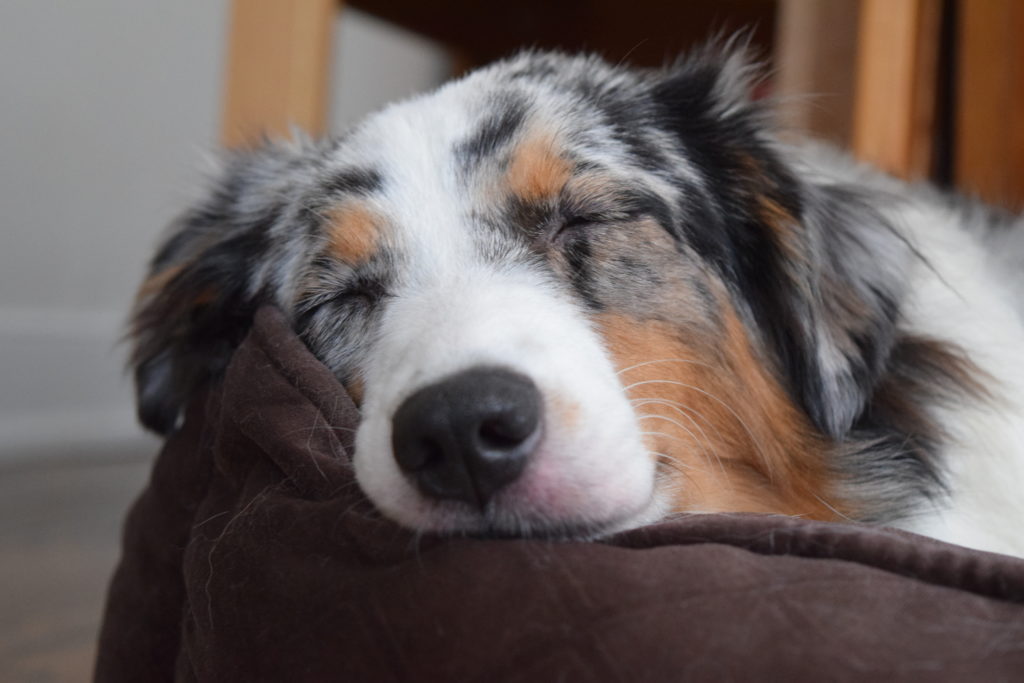 Dog sleeping in their bed