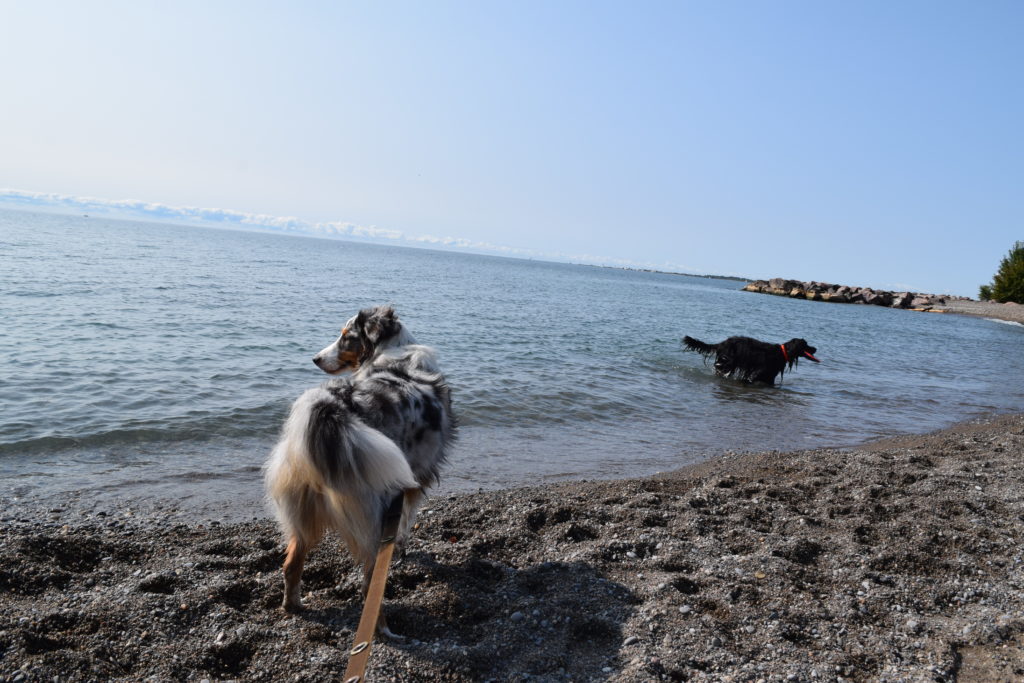 dogs by the water on the beach