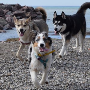 three dogs running on the beach