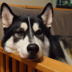 dog lying on the couch