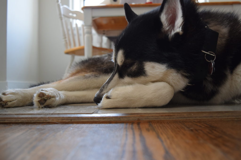 dog sleeping on the floor