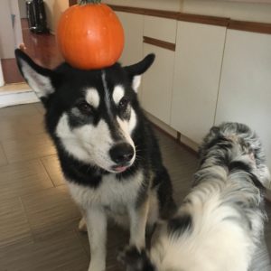 Dog with a pumpkin on his head