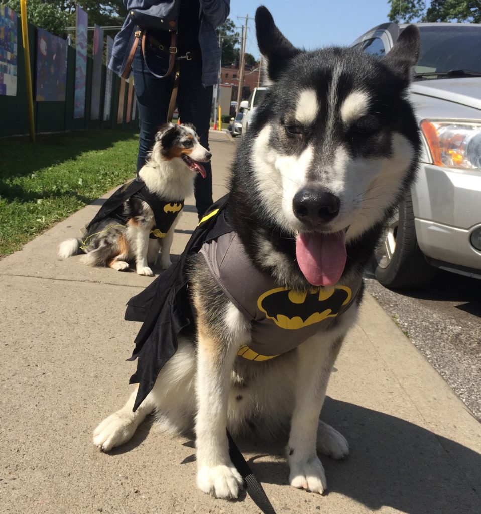 Two dogs dressed as batman