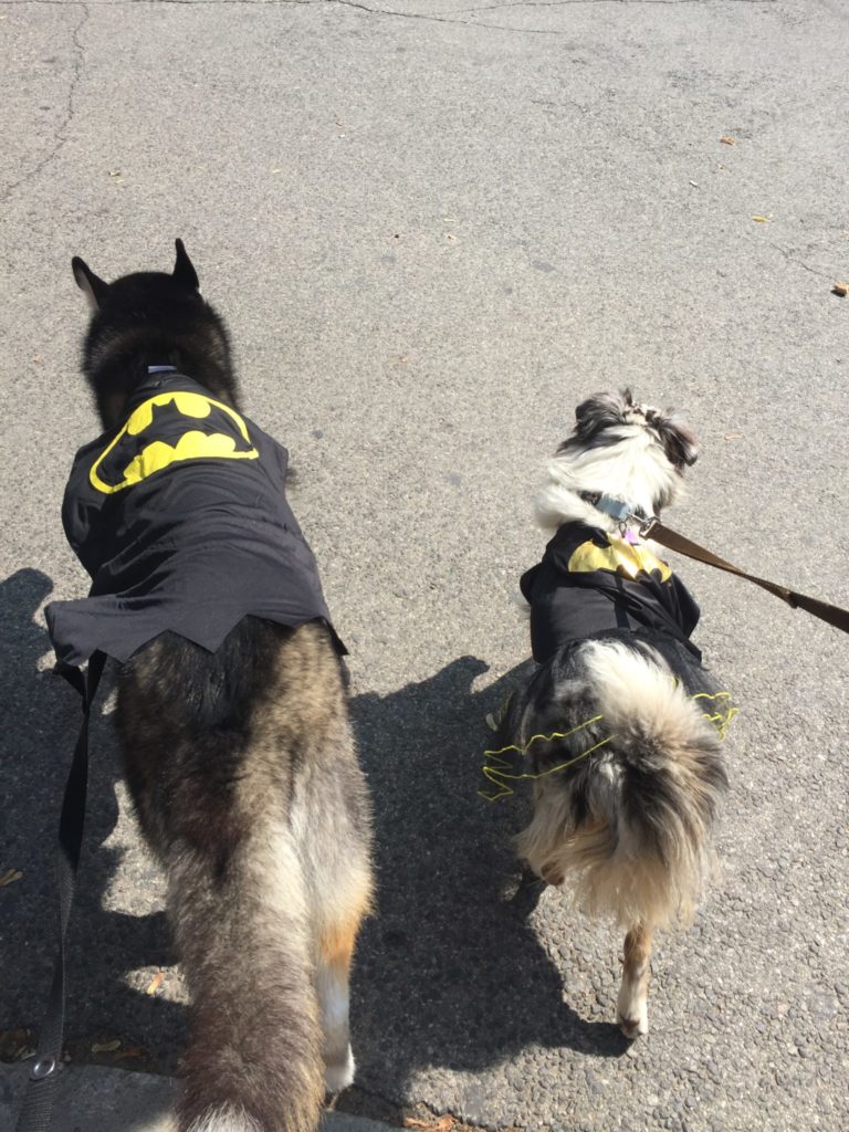 two dogs walking with costumes on