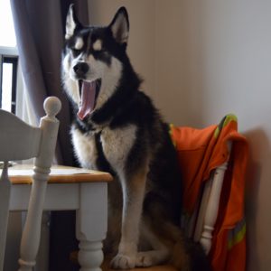 dog sitting on a chair and yawning