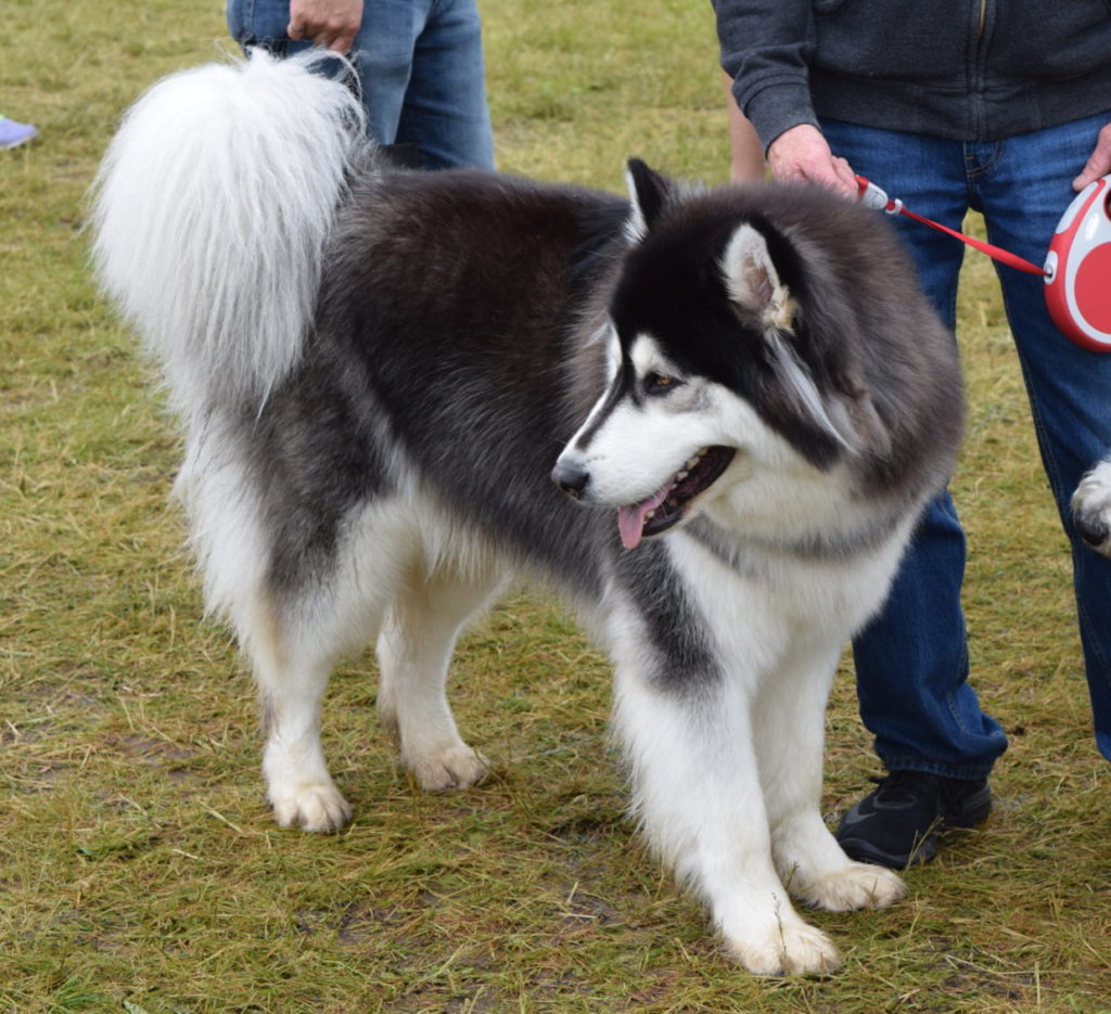 Big dog on leash