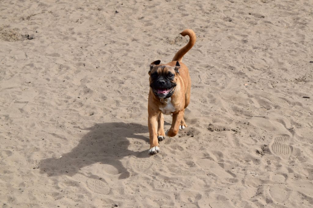 Dog running in the sand