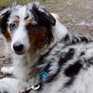 Dog lying on the ground