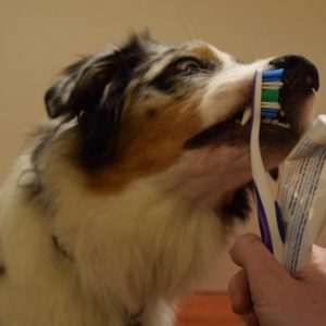 Dog licking toothbrush and toothpaste