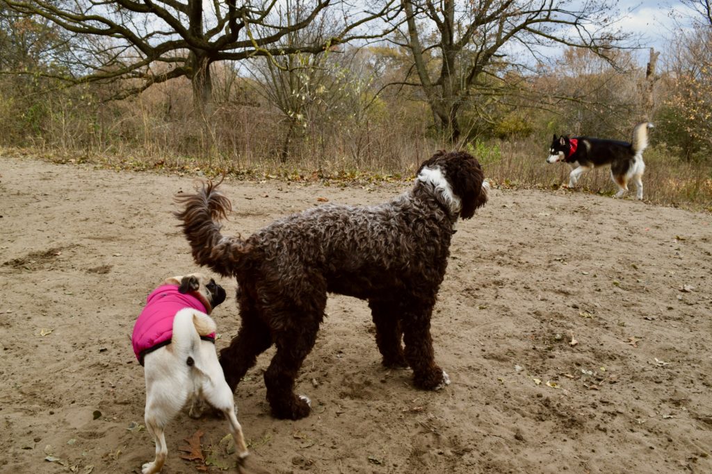 two dogs at the dog park