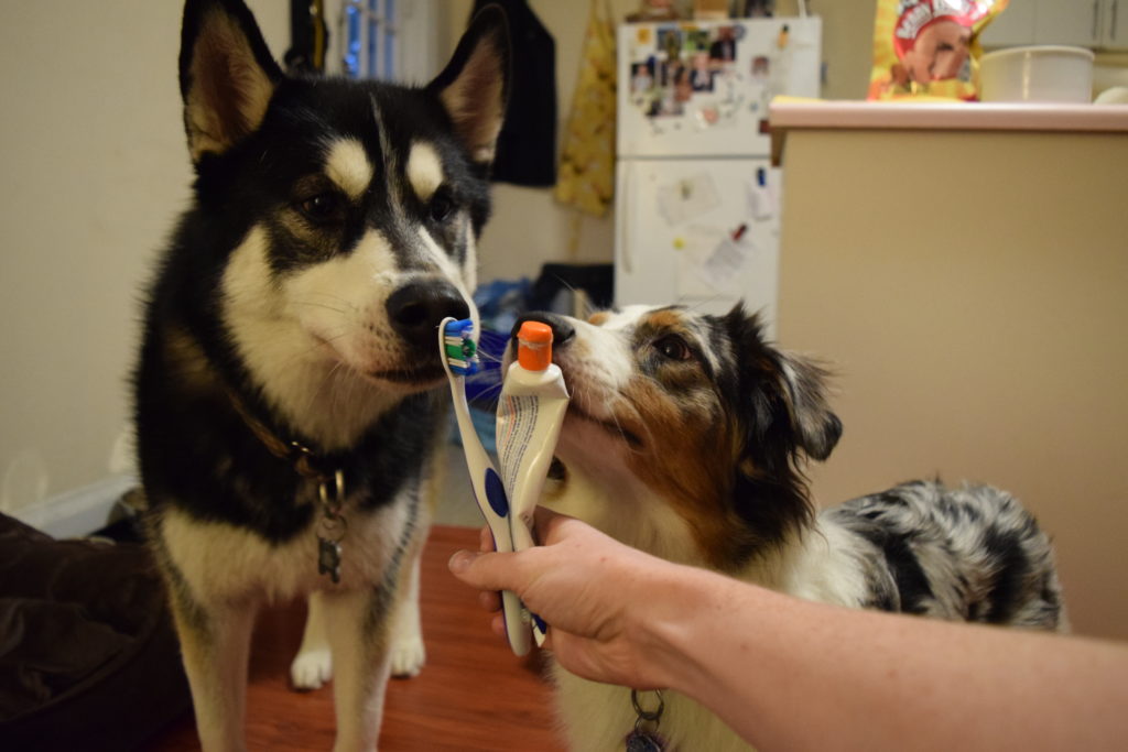 Two dogs licking a toothbrush