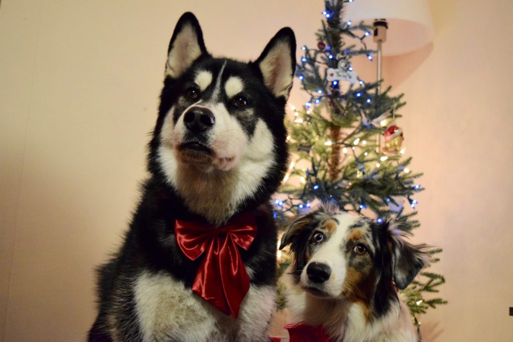 two dogs sitting in front of the Christmas tree