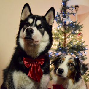 two dogs sitting in front of the Christmas tree