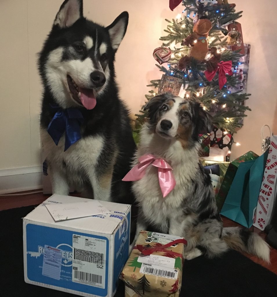 Two dogs sitting in front of a Christmas tree with gifts