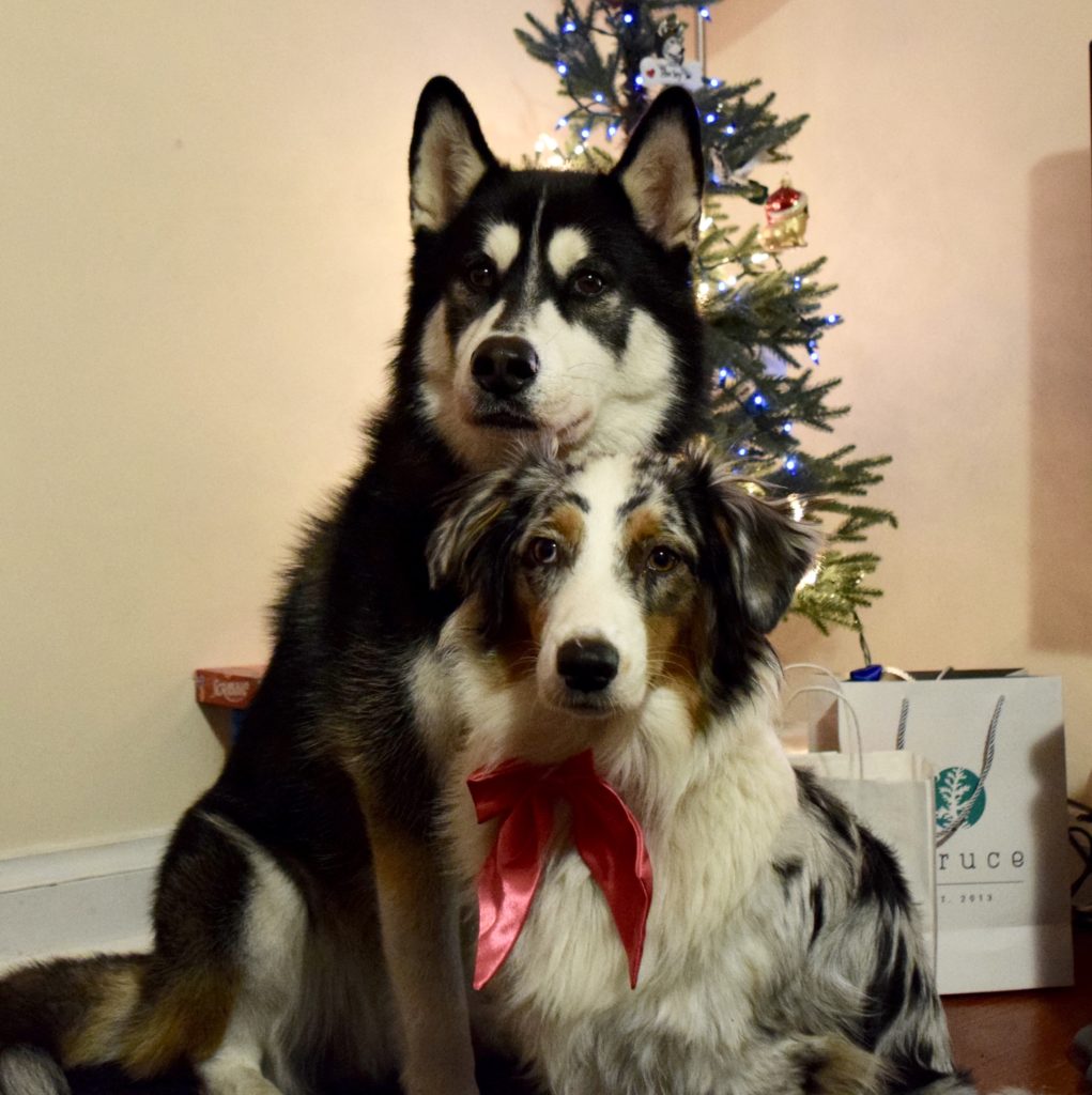 Two dogs sitting in front of the Christmas tree