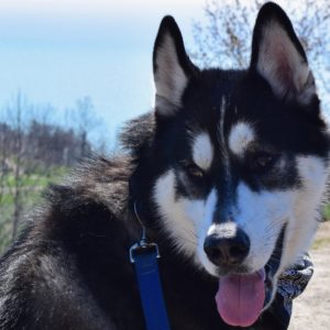 Dog sitting on a hill