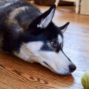 Dog lying on the floor with a ball