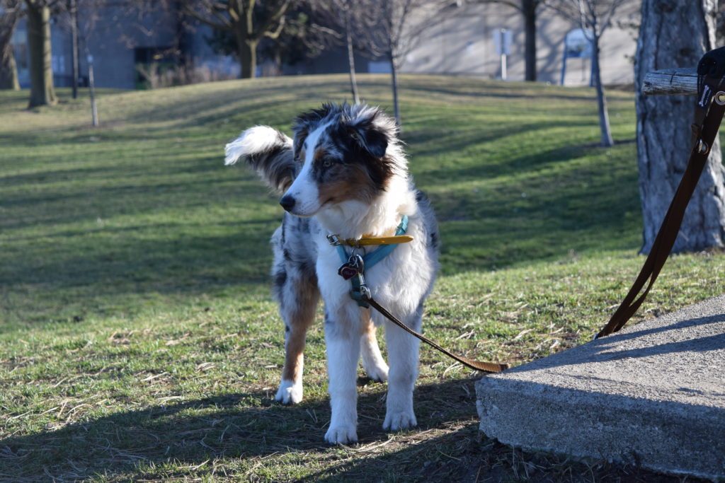 dog standing by a park bench