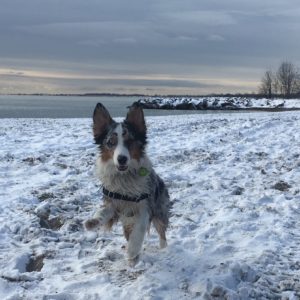 dog running on the beach in the winter