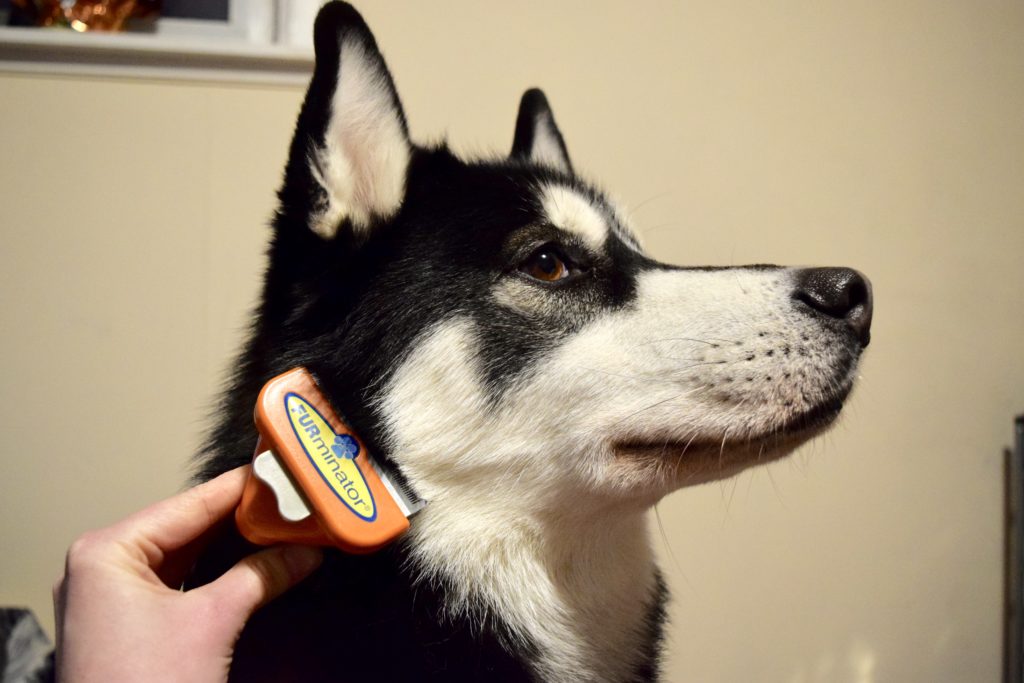 Dog getting brushed