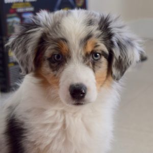 puppy sitting on the kitchen floor