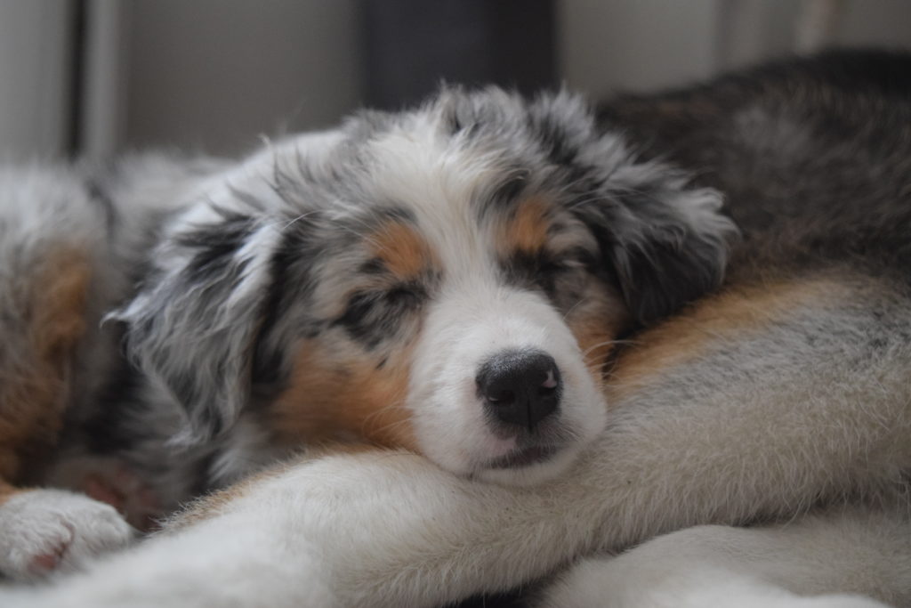 puppy sleeping on the floor