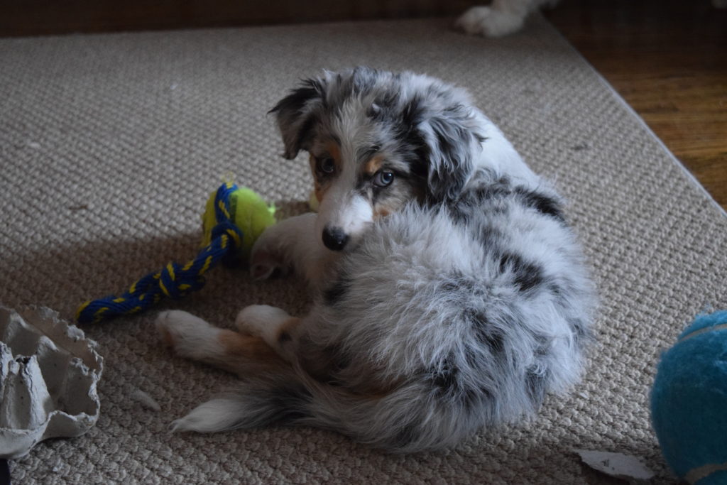 puppy sitting on floor with toys