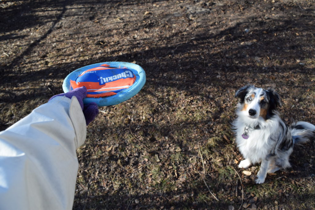 dog sitting and watching frisbee
