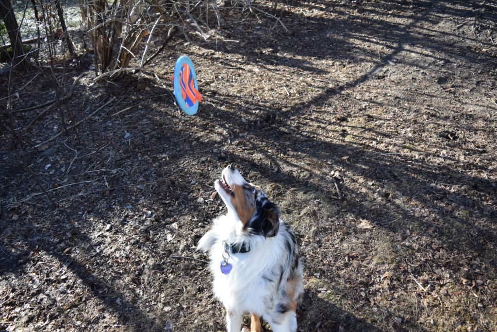 dog watching flying frisbee