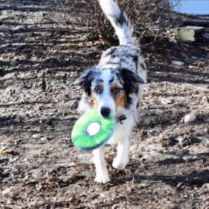 dog running with a frisbee