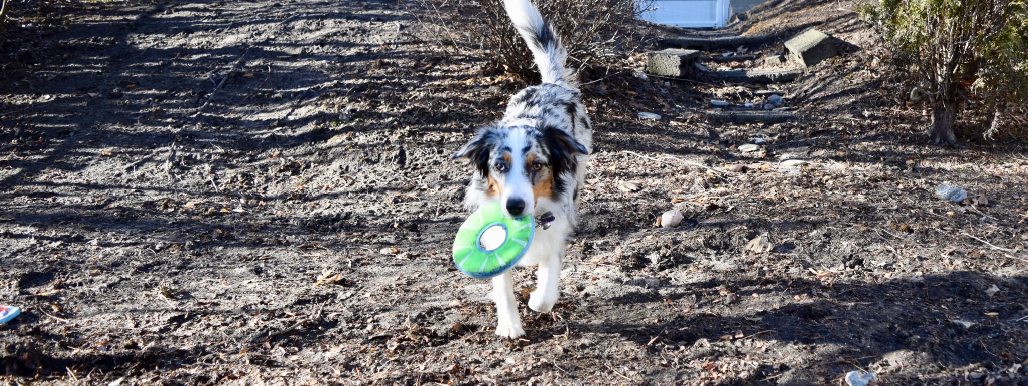 Frisbee sales dog breeds