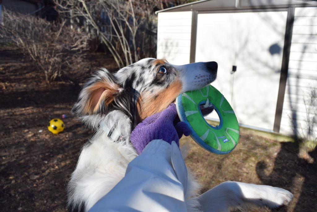 dog grabbing frisbee mid-air