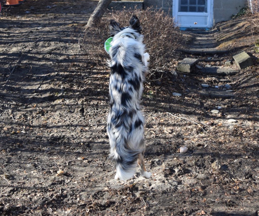 dog jumping for frisbee